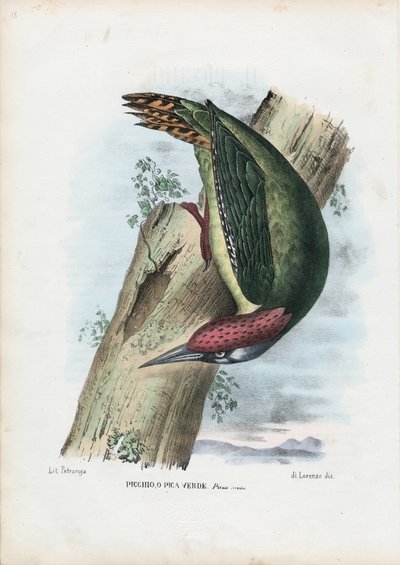 Green Woodpecker, 1863-79 by Raimundo Petraroja